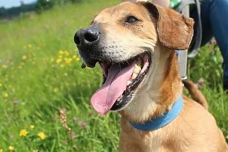Rysiek - starszak do adopcji ,  opolskie Opole