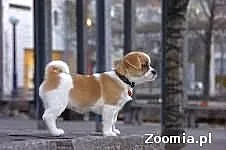 Urocza bulldog do przyjęcia....