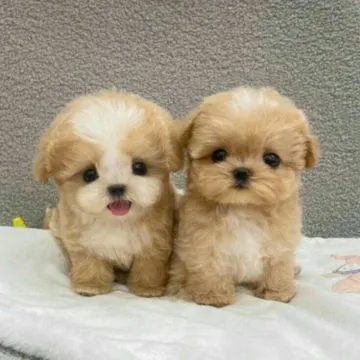 Piękne Maltipoo szczenięta rasy czekają na nowe domy., Śląskie, Bytom
