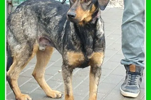 Aktywny,duży,przyjazny pies do domu z ogrodem.ADOPCJA,  dolnośląskie Wrocław