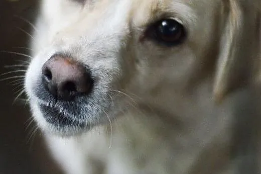Bezkonfliktowa, rozdająca buziaki Bianka, nieduża sunia do adopcji!,  Kundelki cała Polska