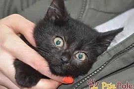JULIAN-ŚLICZNY mały czarny kotek szuka kochajacego, Kraków