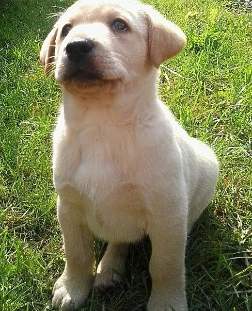 Labrador, LABKI, LaBUsie, wielkopolskie Poznań