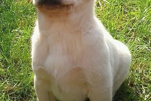Labrador, LABKI, LaBUsie,  wielkopolskie Poznań