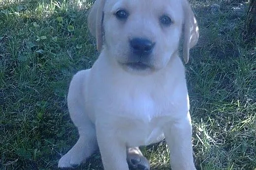Labrador, LABKI, LaBUsie,  wielkopolskie Poznań