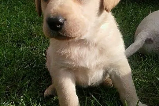 Labrador, LABKI, LaBUsie,  wielkopolskie Poznań