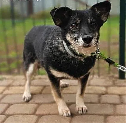 MIKA - starsza, 9 kg, delikatna sunia szuka domu!, mazowieckie Warszawa, Mazowieckie, Warszawa