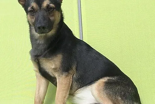 Mała, urocza Nala, pokochaj psie dziecko!