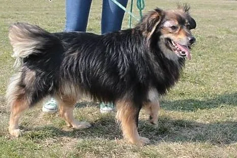 Lenon szuka domu.,  mazowieckie Radom