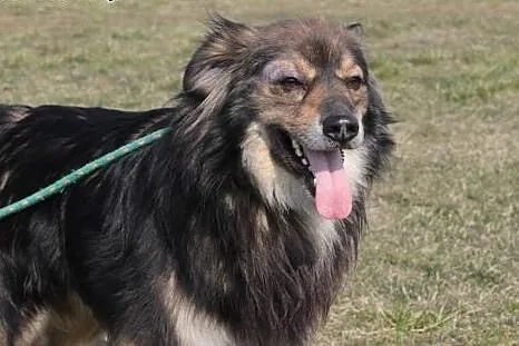 Lenon szuka domu.,  mazowieckie Radom