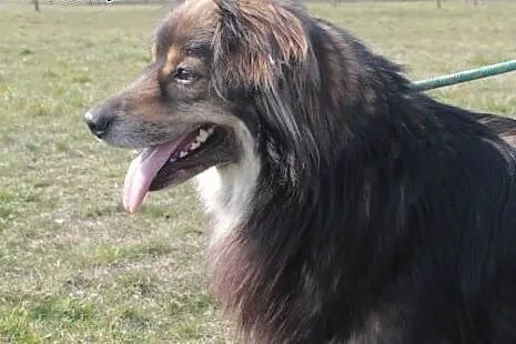Lenon szuka domu.,  mazowieckie Radom