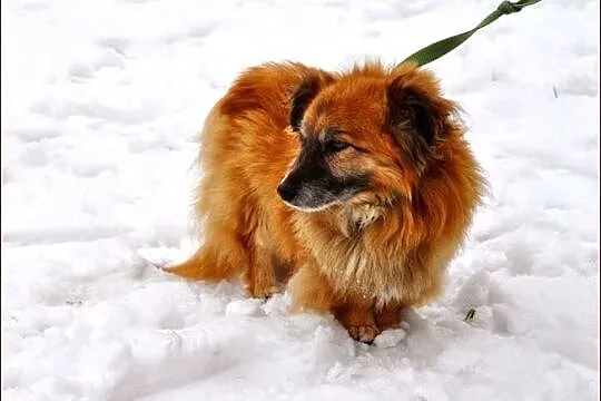 Mały, kochany Asik :)