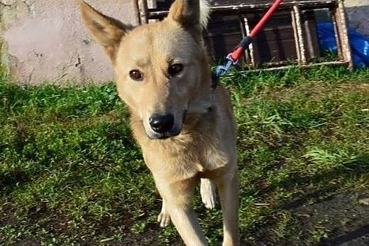 Łagodny, ułożony Kojot poleca się do adopcji!,  Kundelki cała Polska