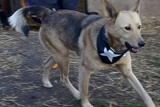 Łagodny, ułożony Kojot poleca się do adopcji!,  Ku
