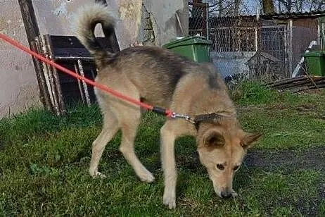 Łagodny, ułożony Kojot poleca się do adopcji!,  Ku