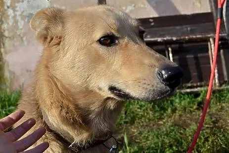 Łagodny, ułożony Kojot poleca się do adopcji!,  Ku