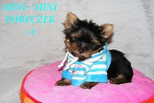śląsk *** LUKSUSOWE *** mini mini SUCZKI York York