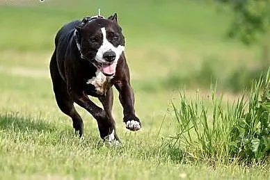 Fajna amstaffka Dakota prosi o dobry dom,  Amstaff