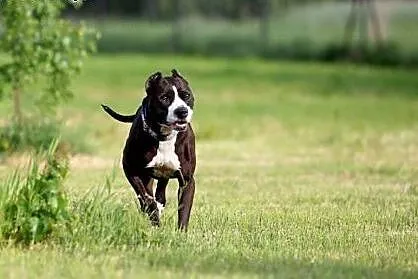 Fajna amstaffka Dakota prosi o dobry dom,  Amstaff