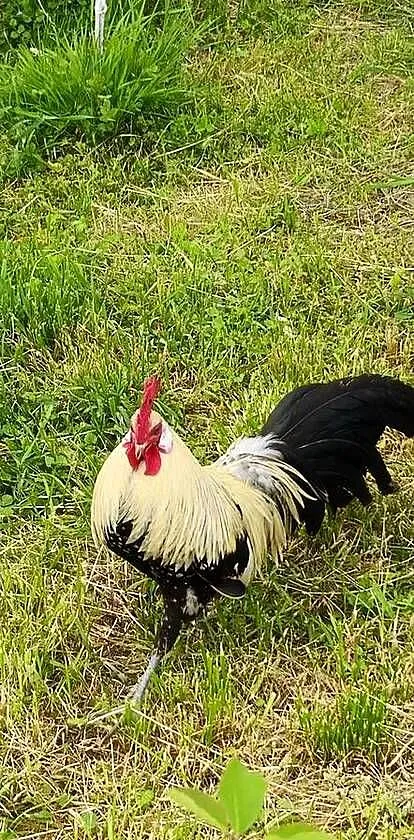 Kogut fenix, Podkarpackie, Przebendów