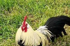 Kogut fenix