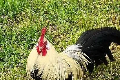 Kogut fenix, Podkarpackie, Przebendów