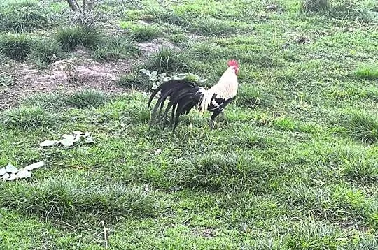 Kogut fenix, Podkarpackie, Przebendów