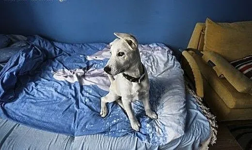 3 miesięczny szczeniak do adopcji!, mazowieckie W