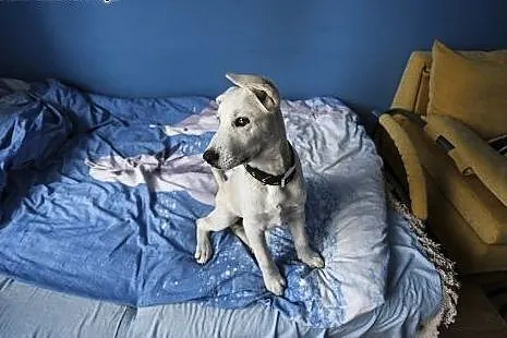 3 miesięczny szczeniak do adopcji!,  mazowieckie W