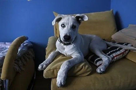 3 miesięczny szczeniak do adopcji!,  mazowieckie W