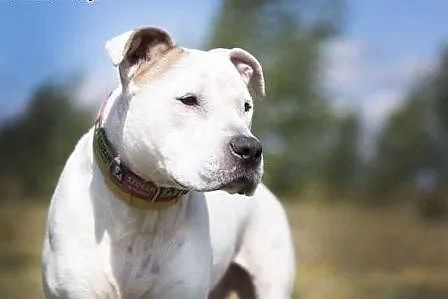 Domowy amstaff Nero szuka domu,  Amstaff cała Pols