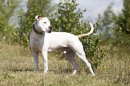 Domowy amstaff Nero szuka domu,  Amstaff cała Pols