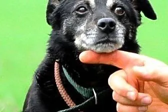 Lolek kochany, niewielki, spokojny, grzeczny psiak ADOPCJA,  małopolskie Kraków