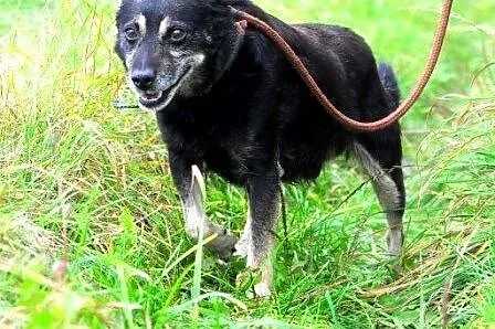 Lolek kochany, niewielki, spokojny, grzeczny psiak