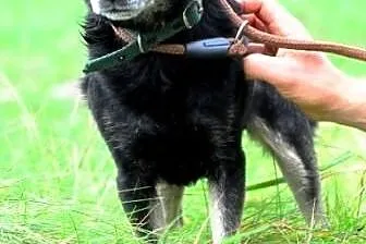 Lolek kochany, niewielki, spokojny, grzeczny psiak