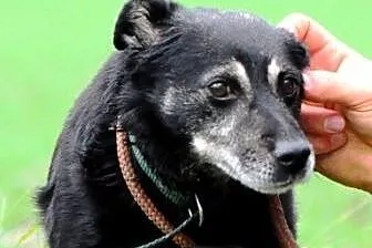 Lolek kochany, niewielki, spokojny, grzeczny psiak