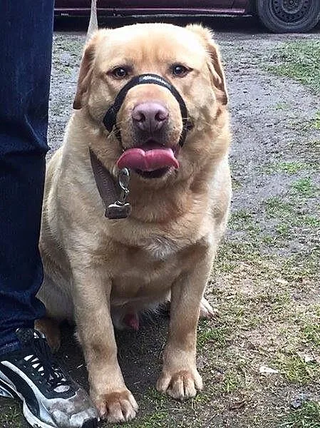 Wito - piękny labrador pilnie szuka domu!!