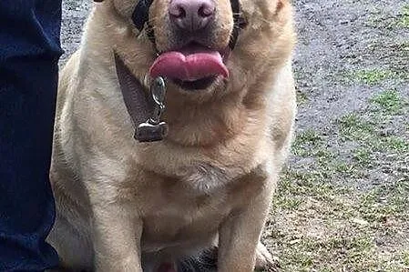 Wito - piękny labrador pilnie szuka domu!!