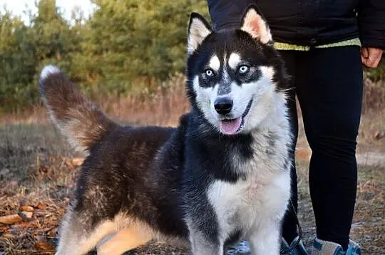 Niebieskooki Irys, młody, radosny HUSKY do adopcji
