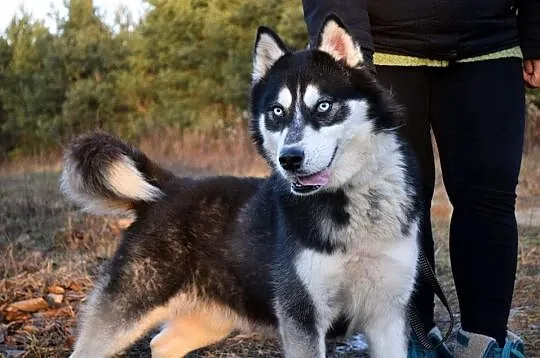 Niebieskooki Irys, młody, radosny HUSKY do adopcji