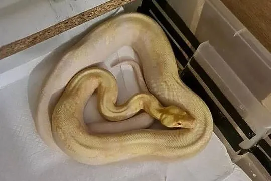 Boa cesarskie