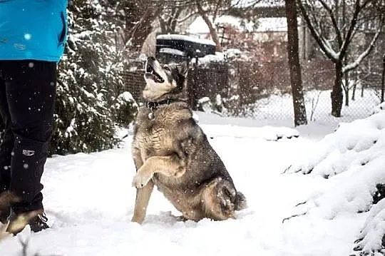 Owczarkowaty, mądry Lord :)