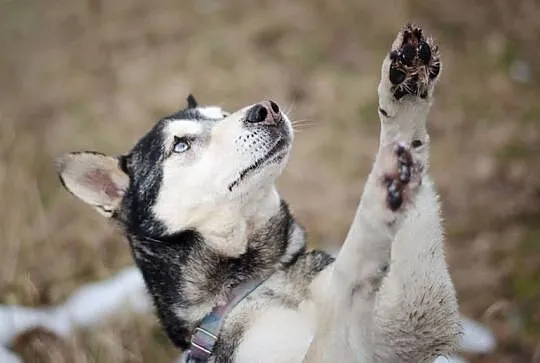 SYBIR-husky- czy choroba i wiek to wyrok?, Sosnowiec