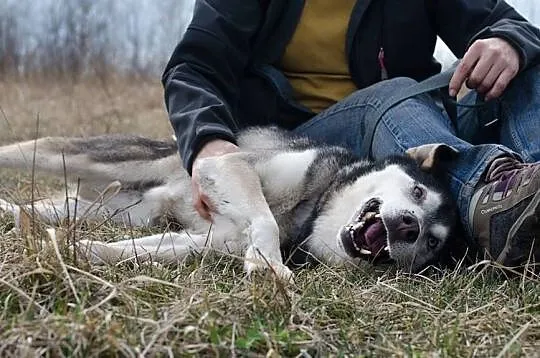 SYBIR-husky- czy choroba i wiek to wyrok?, Sosnowiec