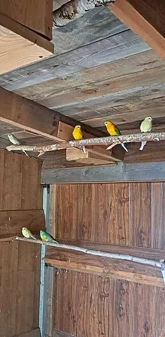 Sprzedam 6szt. świergotek, Mazowieckie, Pułtusk