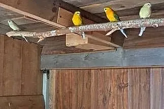 Sprzedam 6szt. świergotek, Mazowieckie, Pułtusk