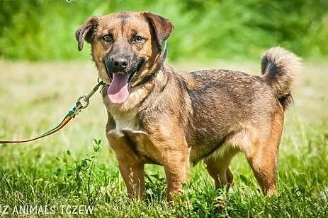 OTOZ Animals - Nesca - nieduża, wesoła, młoda suni