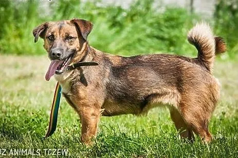 OTOZ Animals - Nesca - nieduża, wesoła, młoda suni