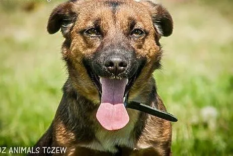 OTOZ Animals - Nesca - nieduża, wesoła, młoda suni