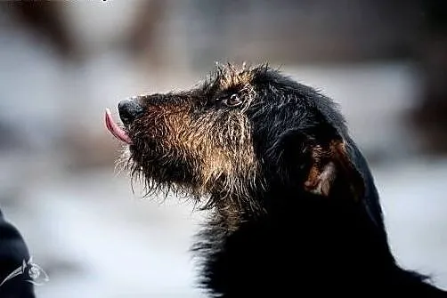 Kto Dżagera dogoni, temu serce swe odsłoni;-))),  